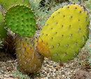 Rabbit Ears Cactus,chaparral prickly pear,کاکتوس راکتی ,زبان مادر شوهر
